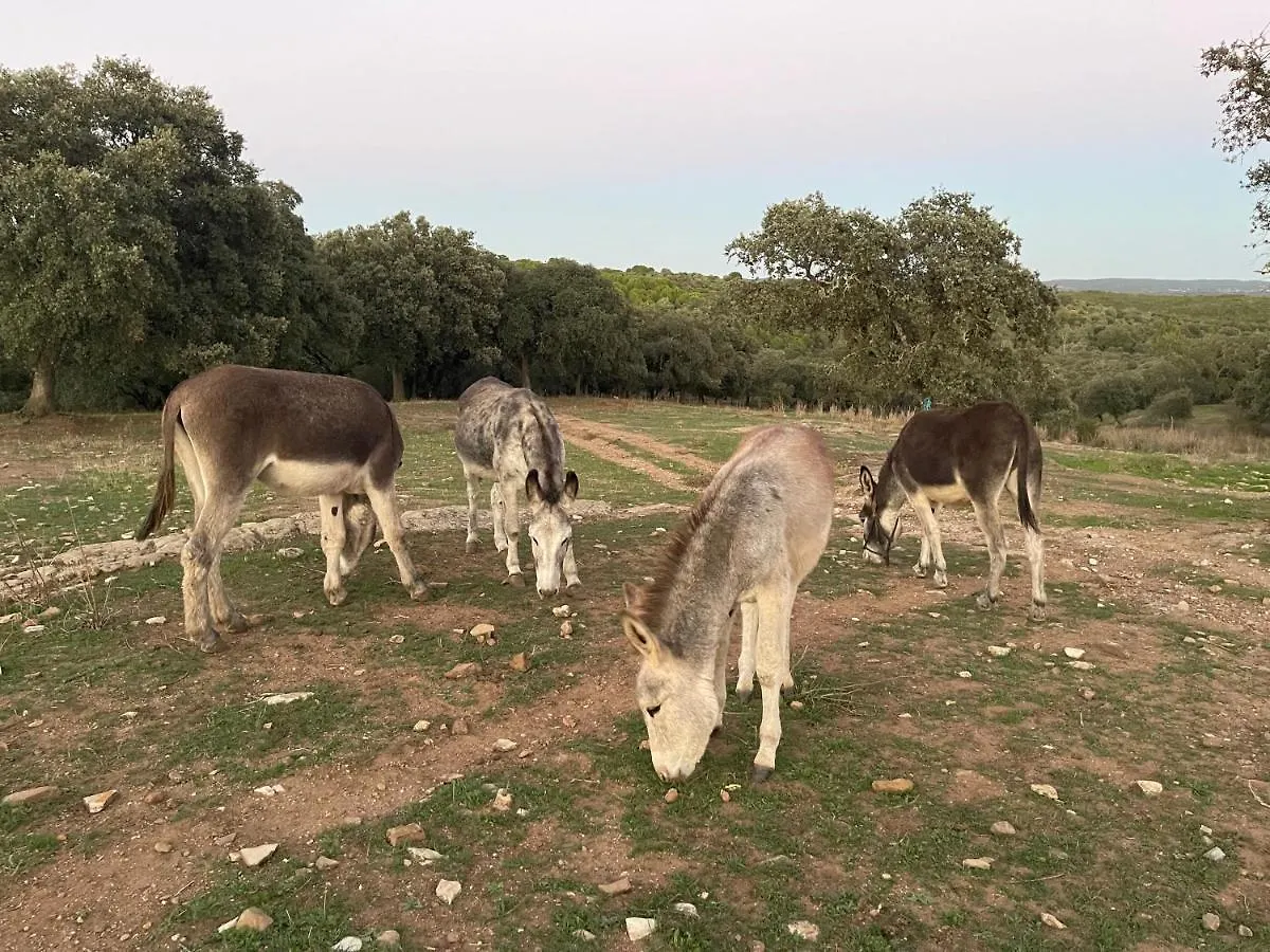 Εξοχικό σπίτι Cortijo Huerta Galindo ξενώνας Alanís